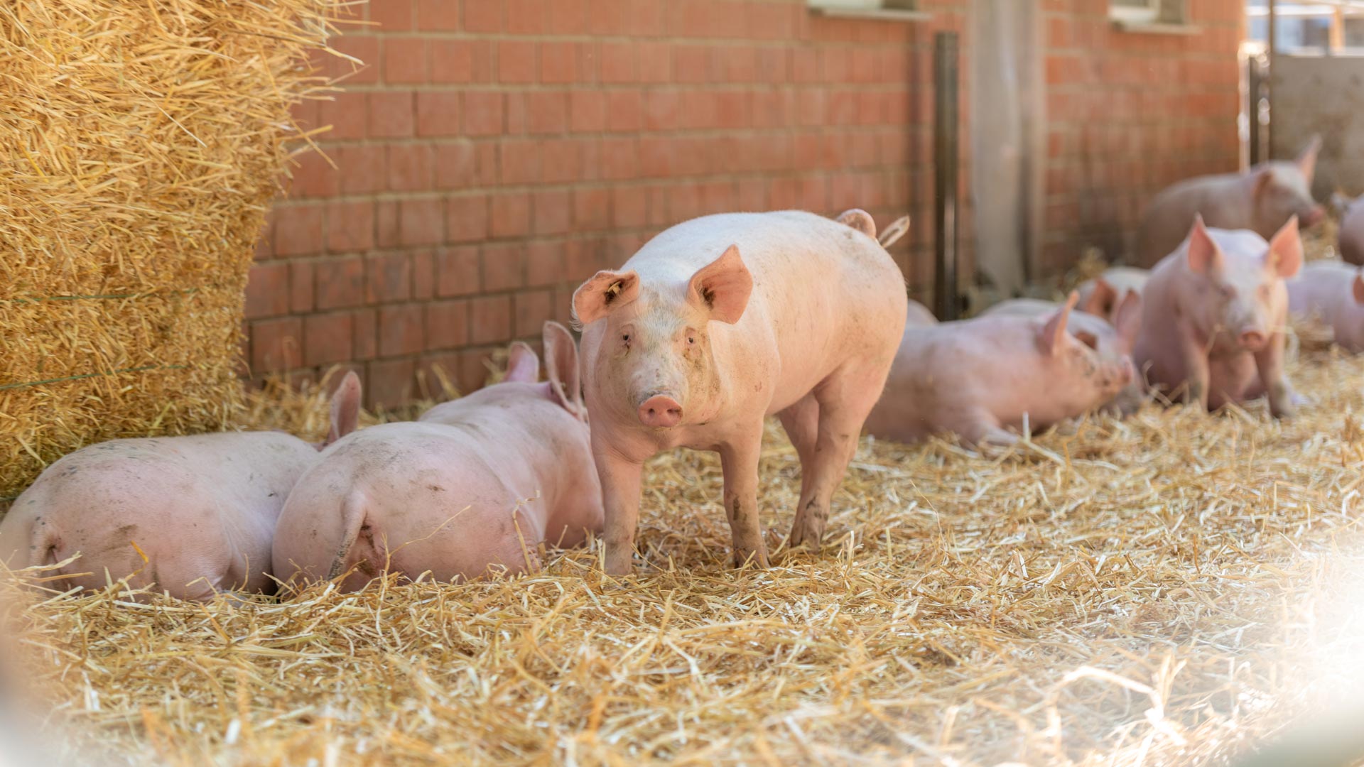 Aktivstallschwein