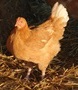 Bauerngockel