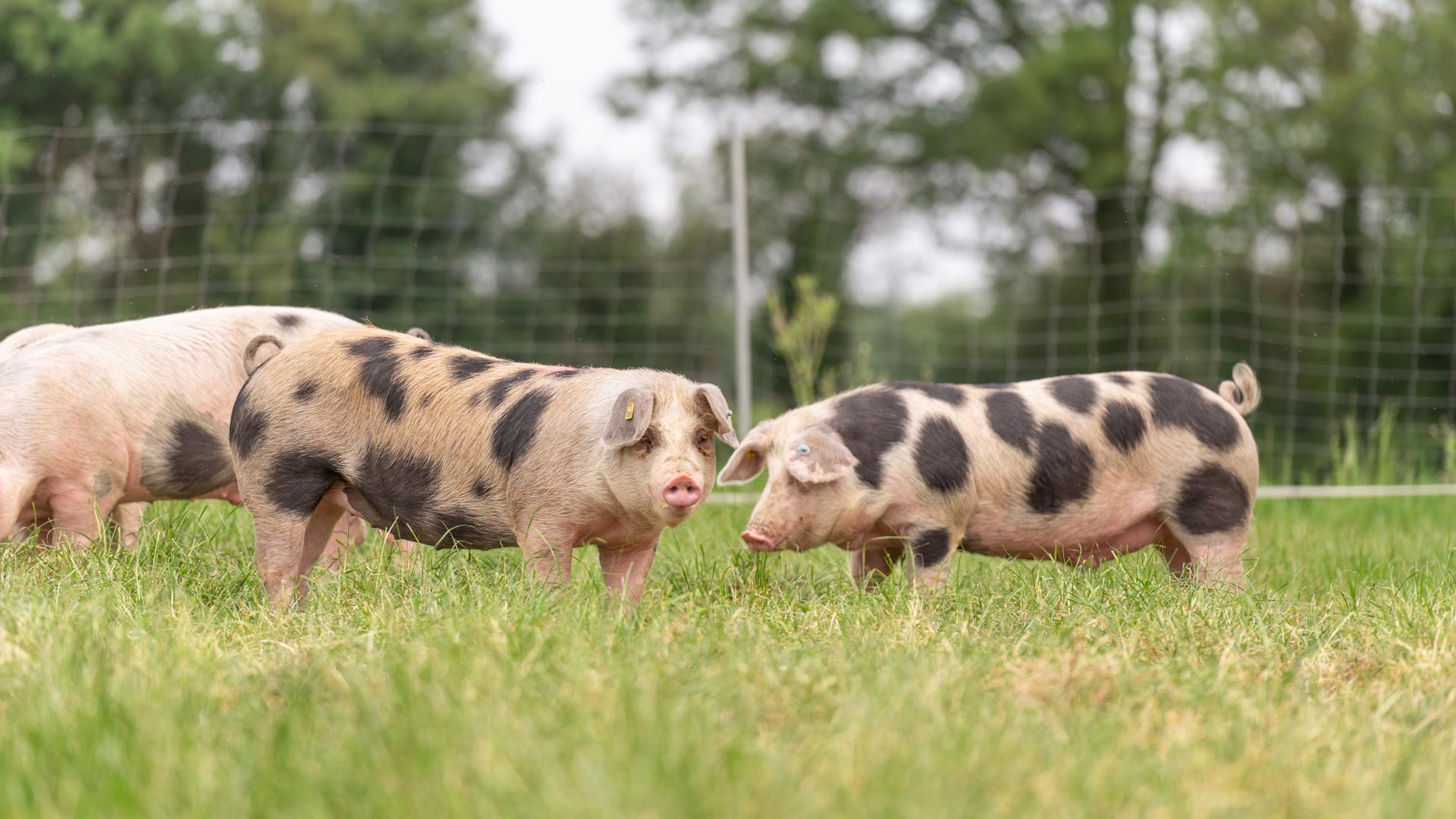 Buntes Bentheimer Schwein