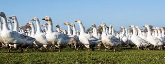 Gänse und Enten