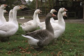 Gänse und Enten