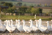 Gänse und Enten
