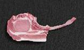 Tomahawk