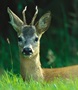 Maibock