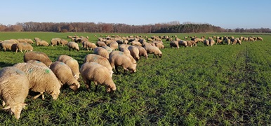 Wische Lamm